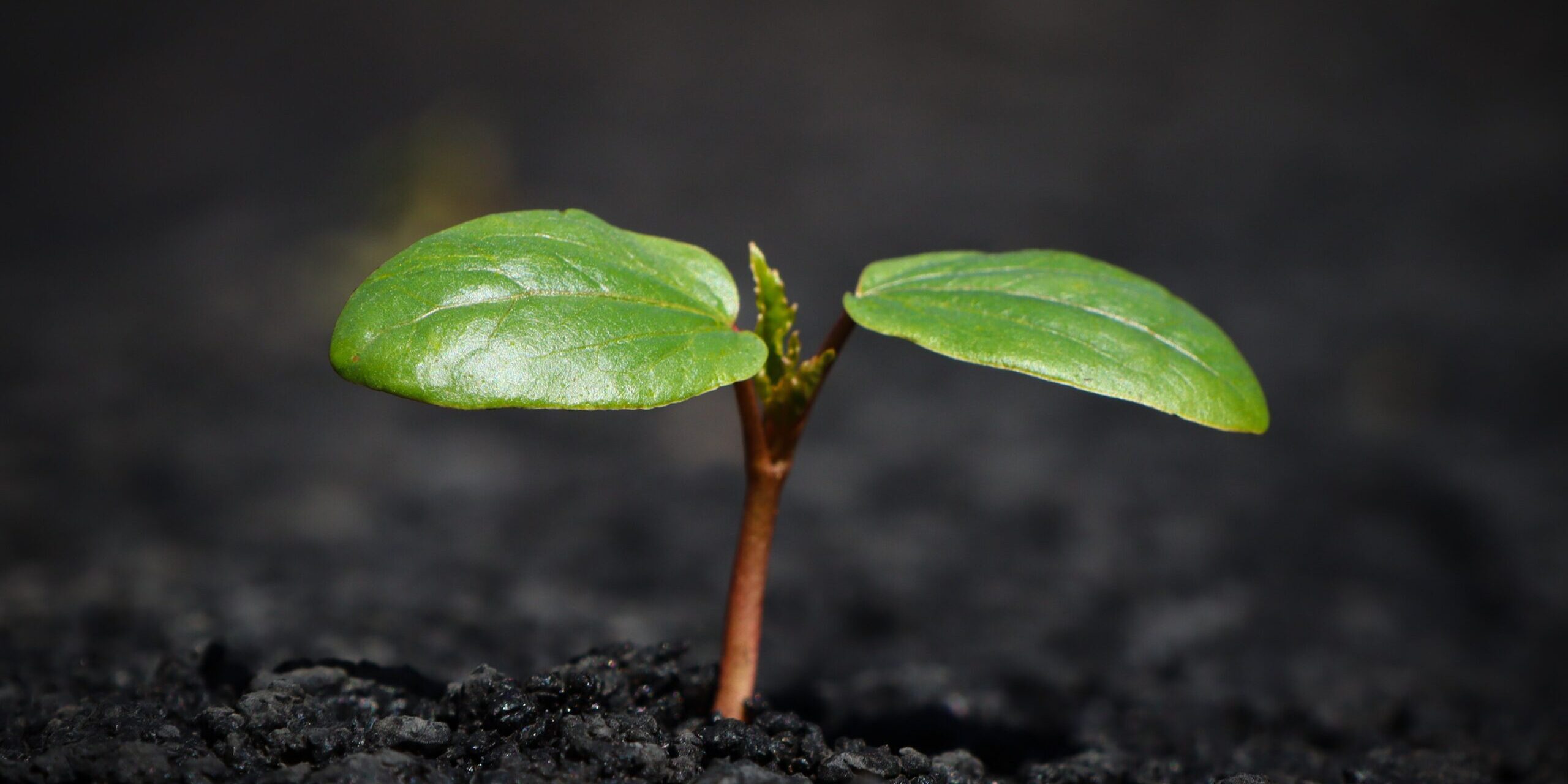 m_wie_moehre-plant-8338691